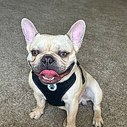 Jerbo joined the competition — help win amazing prizes! dog, french_bulldog, pet, smiling, tongue_out, sitting, indoor, carpet, canine, animal, cute, happy, ears_up, black_harness, friendly, domestic, mammal, companion, playful, friendly_pet