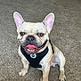 dog, french_bulldog, pet, smiling, tongue_out, sitting, indoor, carpet, canine, animal, cute, happy, ears_up, black_harness, friendly, domestic, mammal, companion, playful, friendly_pet