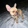 Jerbo is registered to the contest to win money with this photo: dog, french_bulldog, snow, night, animal, pet, canine, outdoor, ears, fur, alert, standing, winter, cold, mammal, companion, flash, red_eye, paw, snout