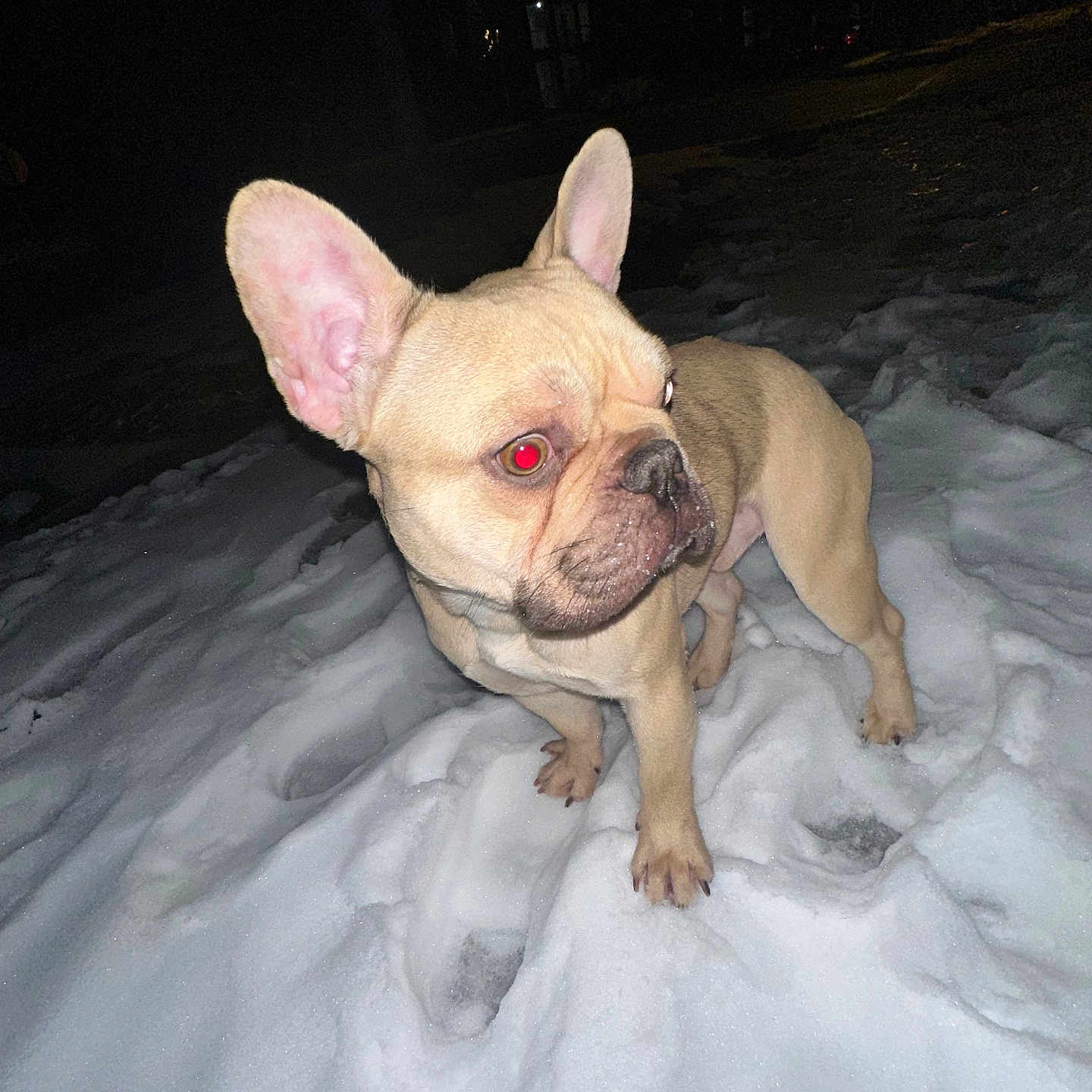Jerbo is registered to the contest to win money with this photo: alert, animal, canine, cold, companion, dog, ears, flash, french_bulldog, fur, mammal, night, outdoor, paw, pet, red_eye, snout, snow, standing, winter