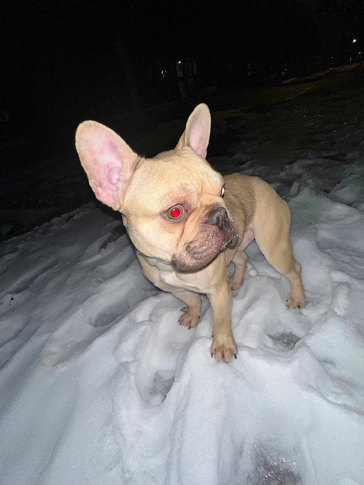 Jerbo is registered to the contest to win money with this photo: dog, french_bulldog, snow, night, animal, pet, canine, outdoor, ears, fur, alert, standing, winter, cold, mammal, companion, flash, red_eye, paw, snout