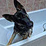 dog, german_shepherd, puppy, wet, bathtub, bathroom, tiles, head_tilt, curious, pet, animal, domestic_animal, canine, fur, ears, snout, water, indoor, white, floor
