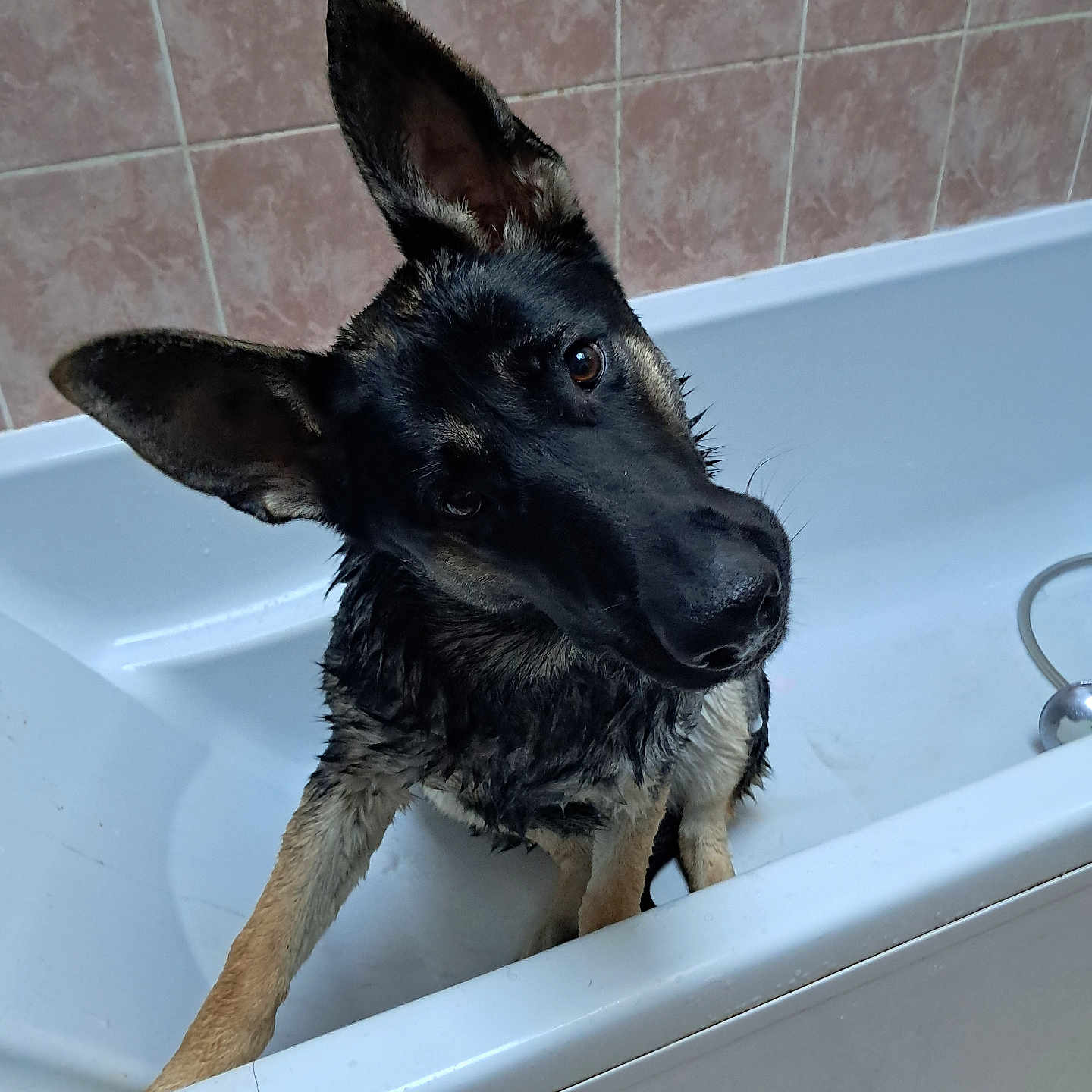 Vicky a rejoint le concours — aidez-le/la à gagner de superbes lots ! animal, bathroom, bathtub, canine, curious, dog, domestic_animal, ears, floor, fur, german_shepherd, head_tilt, indoor, pet, puppy, snout, tiles, water, wet, white