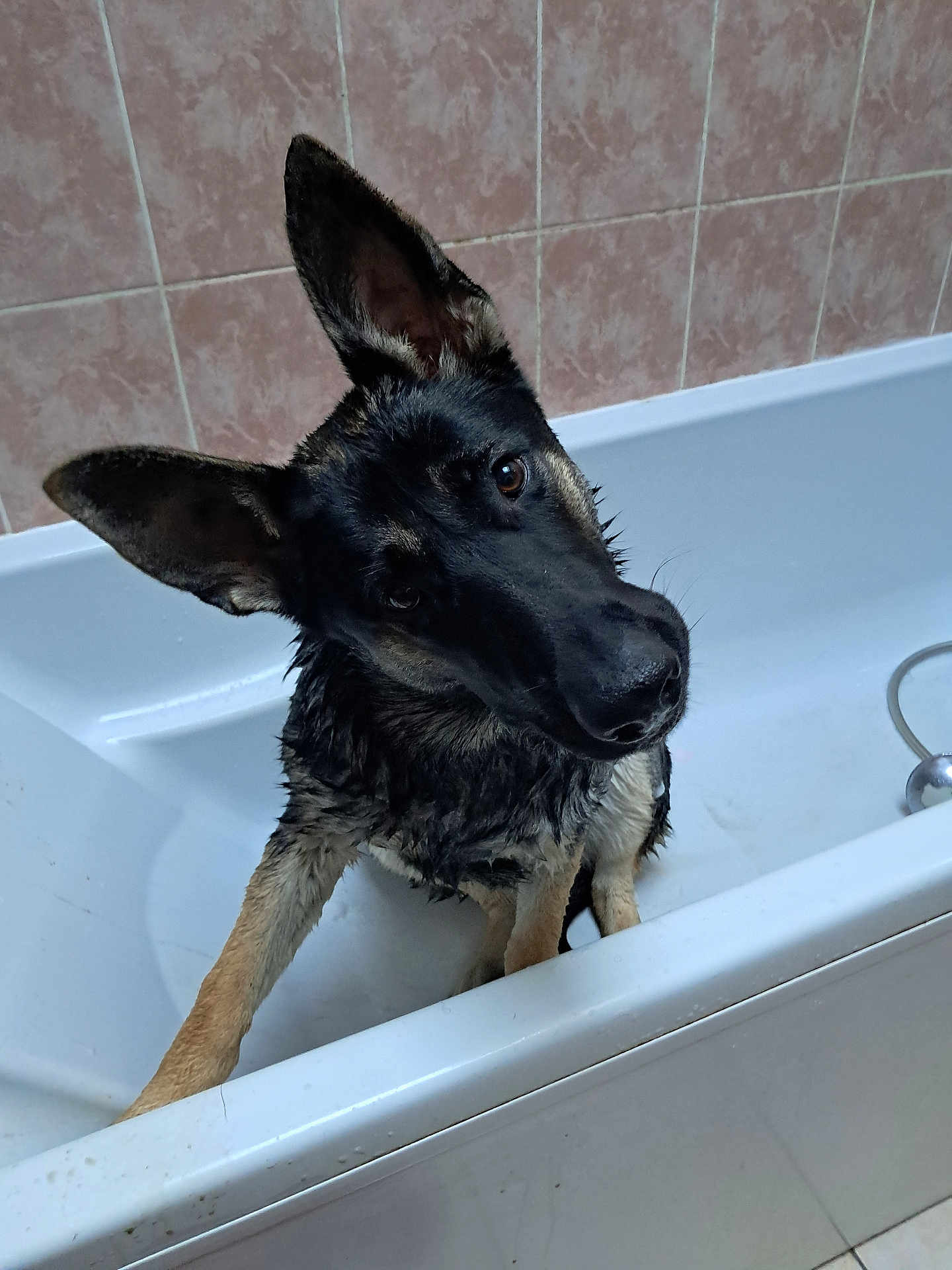 Vicky a rejoint le concours — aidez-le/la à gagner de superbes lots ! dog, german_shepherd, puppy, wet, bathtub, bathroom, tiles, head_tilt, curious, pet, animal, domestic_animal, canine, fur, ears, snout, water, indoor, white, floor