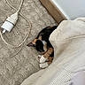Naya participe au concours pour gagner de l'argent avec cette photo : cat, calico_cat, sleeping, blanket, carpet, charger, cable, indoor, cozy, resting, feline, fur, paw, curled_up, home, quiet, soft_texture, relaxation, domestic_animal, pet