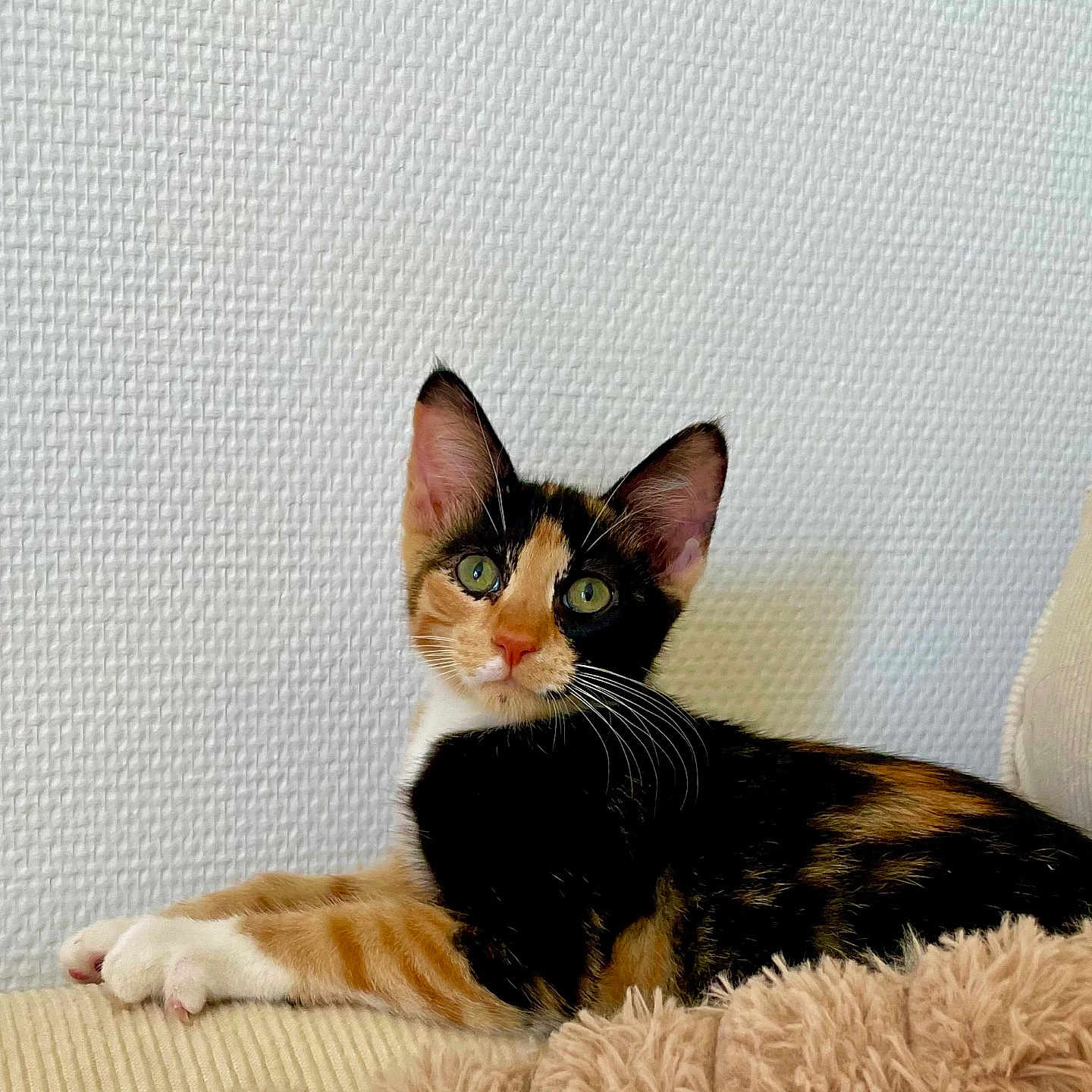 Naya participe au concours pour gagner de l'argent avec cette photo : cat, kitten, calico, green_eyes, lounging, couch, blanket, indoor, pet, feline, whiskers, ears, fur, texture, relaxed, closeup, domestic_animal, cute, animal, resting