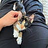 Naya a rejoint le concours — aidez-le/la à gagner de superbes lots ! kitten, calico_cat, pet, lap, hand, indoor, feline, blue_eyes, whiskers, fur, cute, relaxing, black_pants, person, cozy, touching, animal, small, curious, comfort