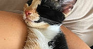 Naya participe au concours pour gagner de l'argent avec cette photo : cat, calico, sleeping, pet, fur, whiskers, ear, nose, paw, closeup, resting, indoor, cushion, human_arm, soft, cozy, relaxed, animal, cute, feline