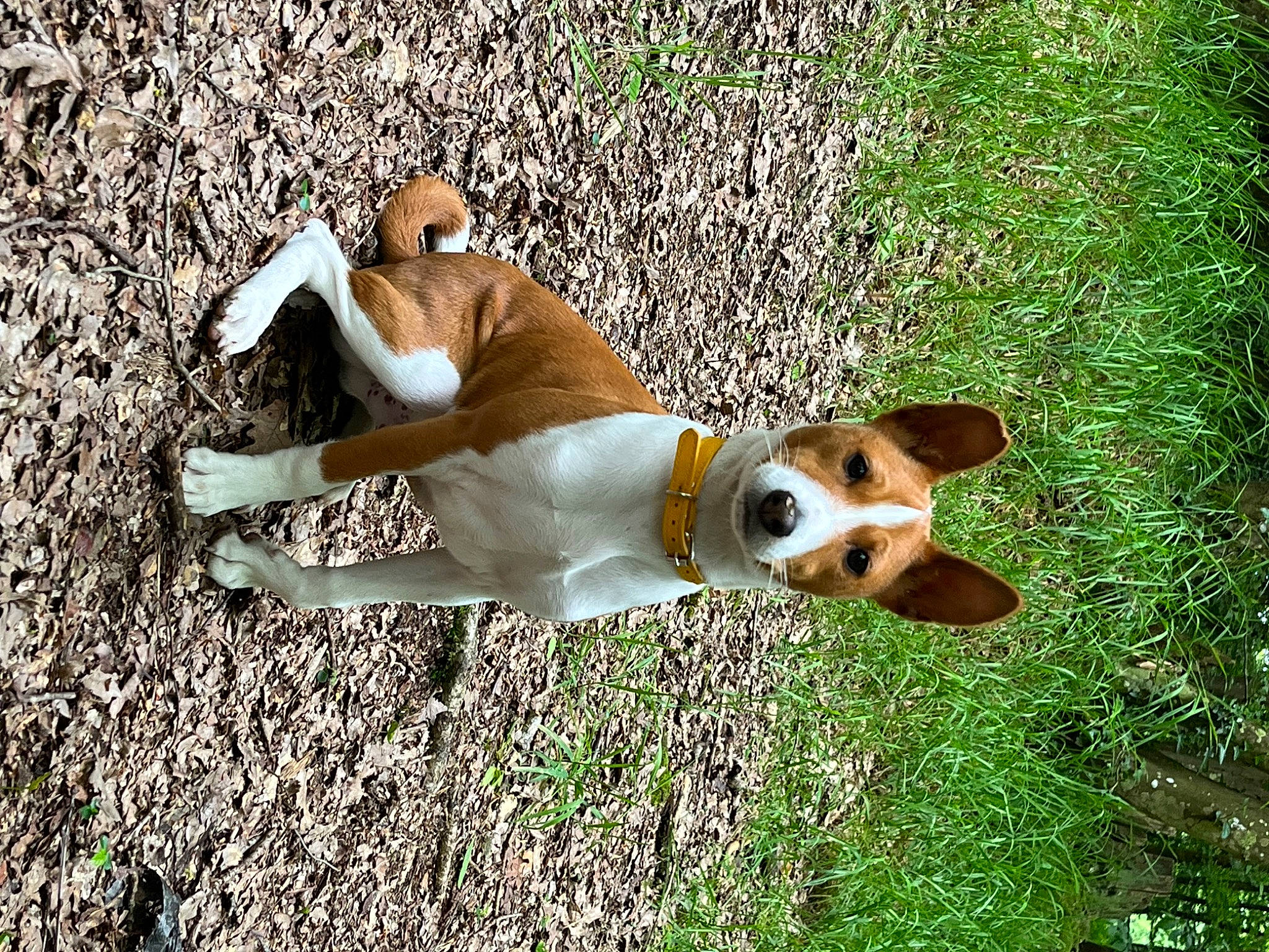 Volt a rejoint le concours — aidez-le/la à gagner de superbes lots ! canidae, carnivore, companion_dog, dog, dog_breed, eyewear, fawn, grass, happy, hat, hunting_dog, leisure, people_in_nature, plant, sporting_group, sunglasses