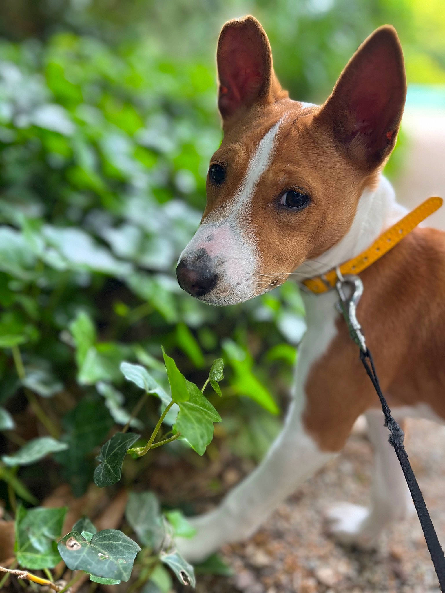 Volt participe au concours pour gagner de l'argent avec cette photo : ancient_dog_breeds, canidae, carnivore, collar, companion_dog, dog, dog_breed, dog_sports, dog_supply, fawn, hound, hunting_dog, irishjacks, non_sporting_group, snout, sporting_group, terrestrial_animal, whiskers, wood, working_animal