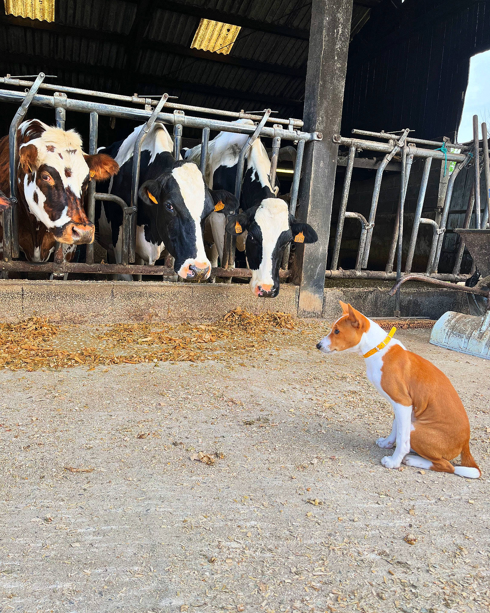 Volt participe au concours pour gagner de l'argent avec cette photo : canidae, carnivore, companion_dog, dairy, dairy_cow, dog, dog_breed, event, fawn, fence, flightless_bird, goat_antelope, horn, human_leg, sheep, snout, tail, terrestrial_animal, wood, working_animal