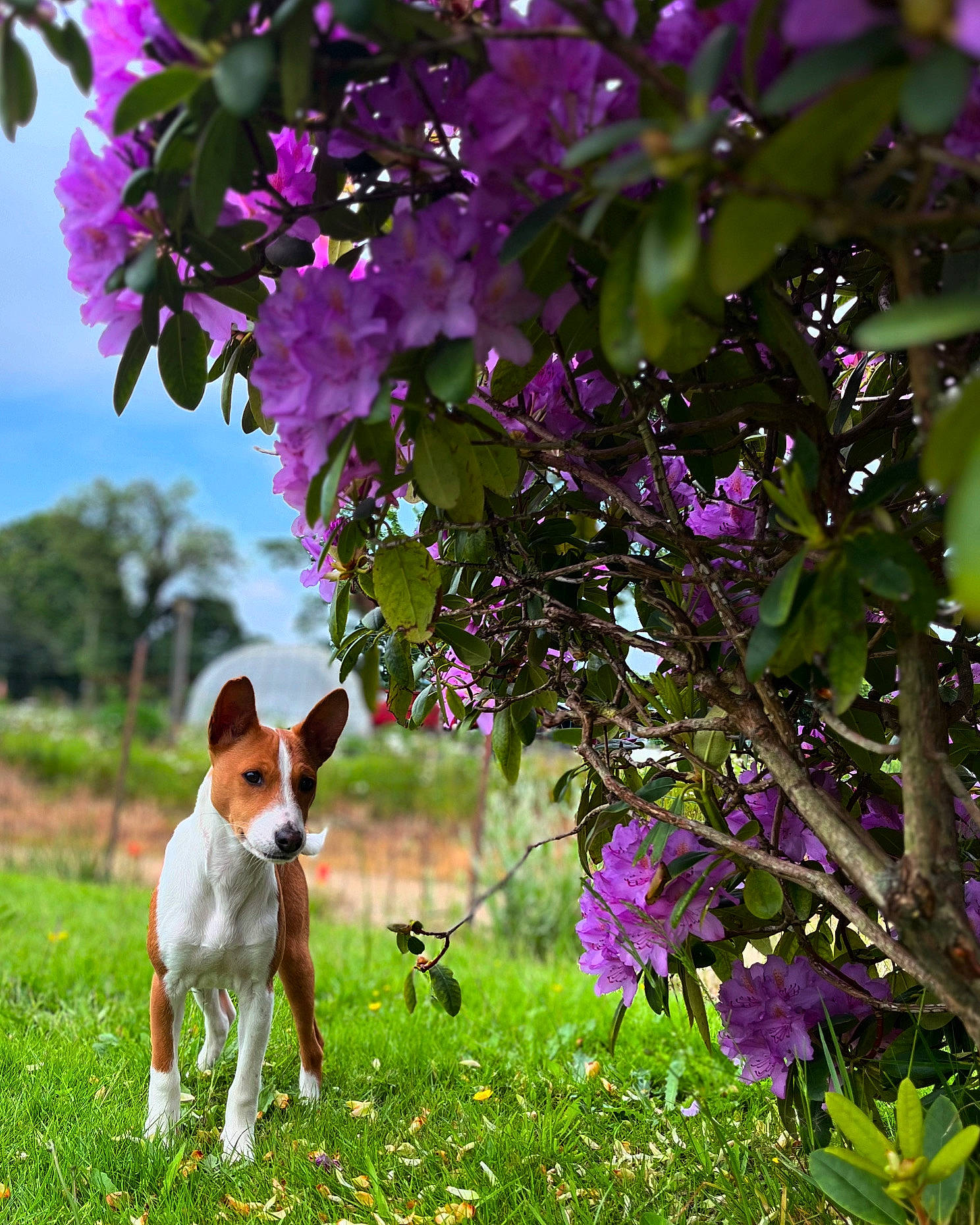 Volt participe au concours pour gagner de l'argent avec cette photo : annual_plant, carnivore, companion_dog, dog, dog_breed, fawn, flower, flowering_plant, grass, green, groundcover, landscape, natural_landscape, petal, plant, shrub, sky, spring, terrier, tree