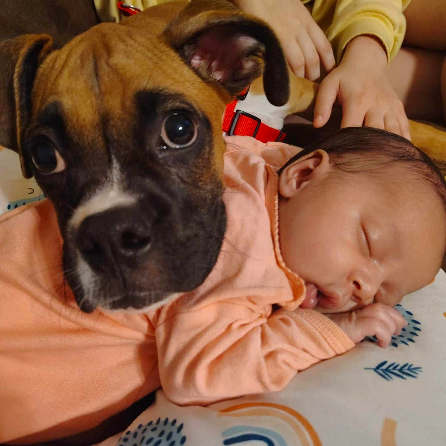 Oakleigh joined the competition — help win amazing prizes! animal, baby, boxer, boy, bulldog, canine, child, cushion, dog, face, head, homedecor, male, newborn, people, person, pet, photography, portrait, sleeping