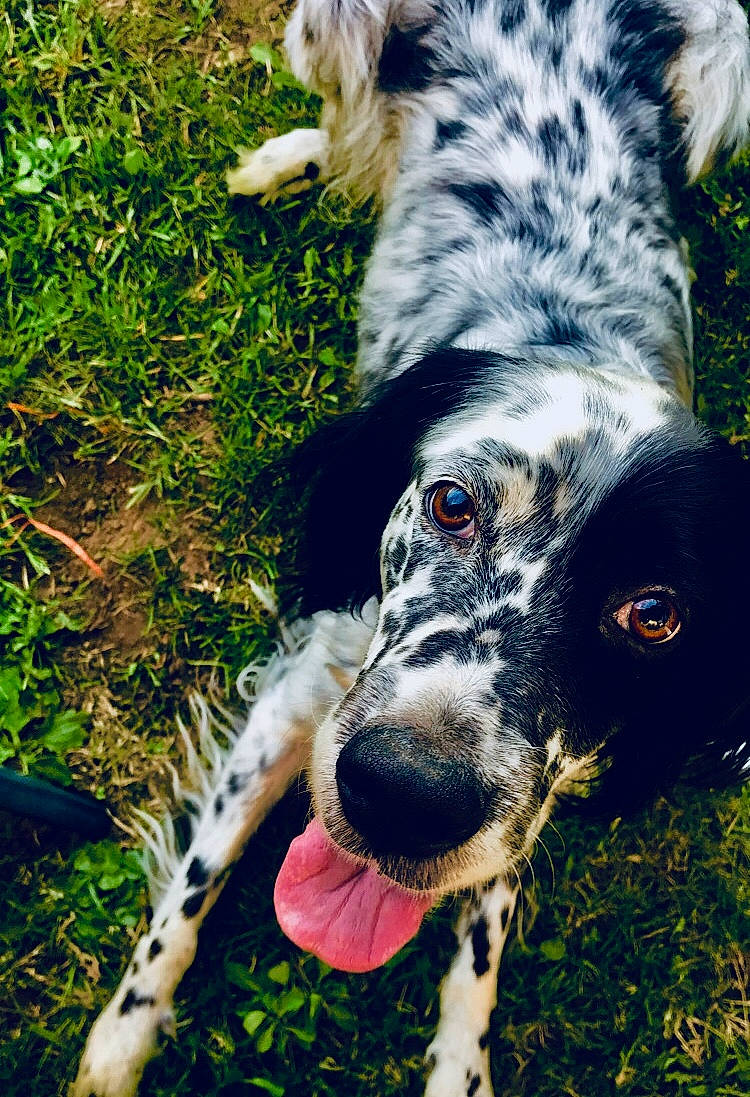 Djeanne a rejoint le concours — aidez-le/la à gagner de superbes lots ! canidae, carnivore, companion_dog, dog, dog_breed, fur, hunting_dog, snout, sporting_group, terrestrial_animal, vertebrate, whiskers, working_animal, working_dog