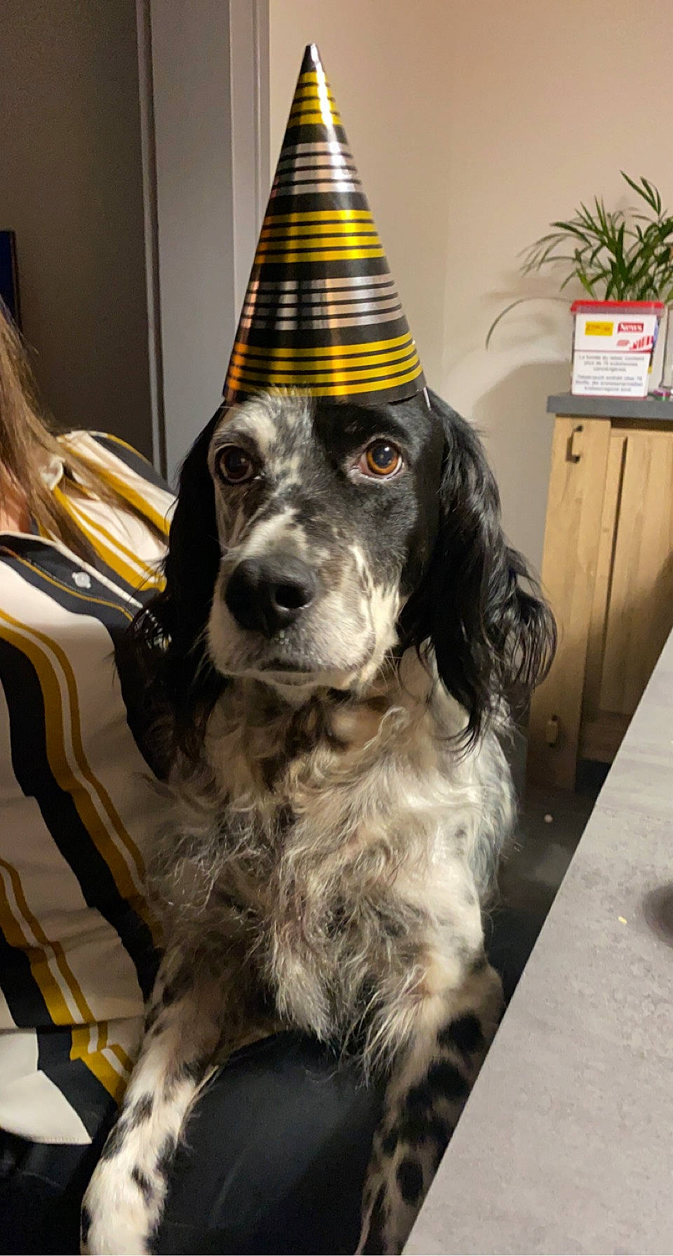 Djeanne participe au concours pour gagner de l'argent avec cette photo : canidae, carnivore, cocker_spaniel, companion_dog, cone, dog, dog_breed, flowerpot, fur, gun_dog, houseplant, liver, party_hat, russian_spaniel, snout, spaniel, sporting_group, vertebrate, working_animal