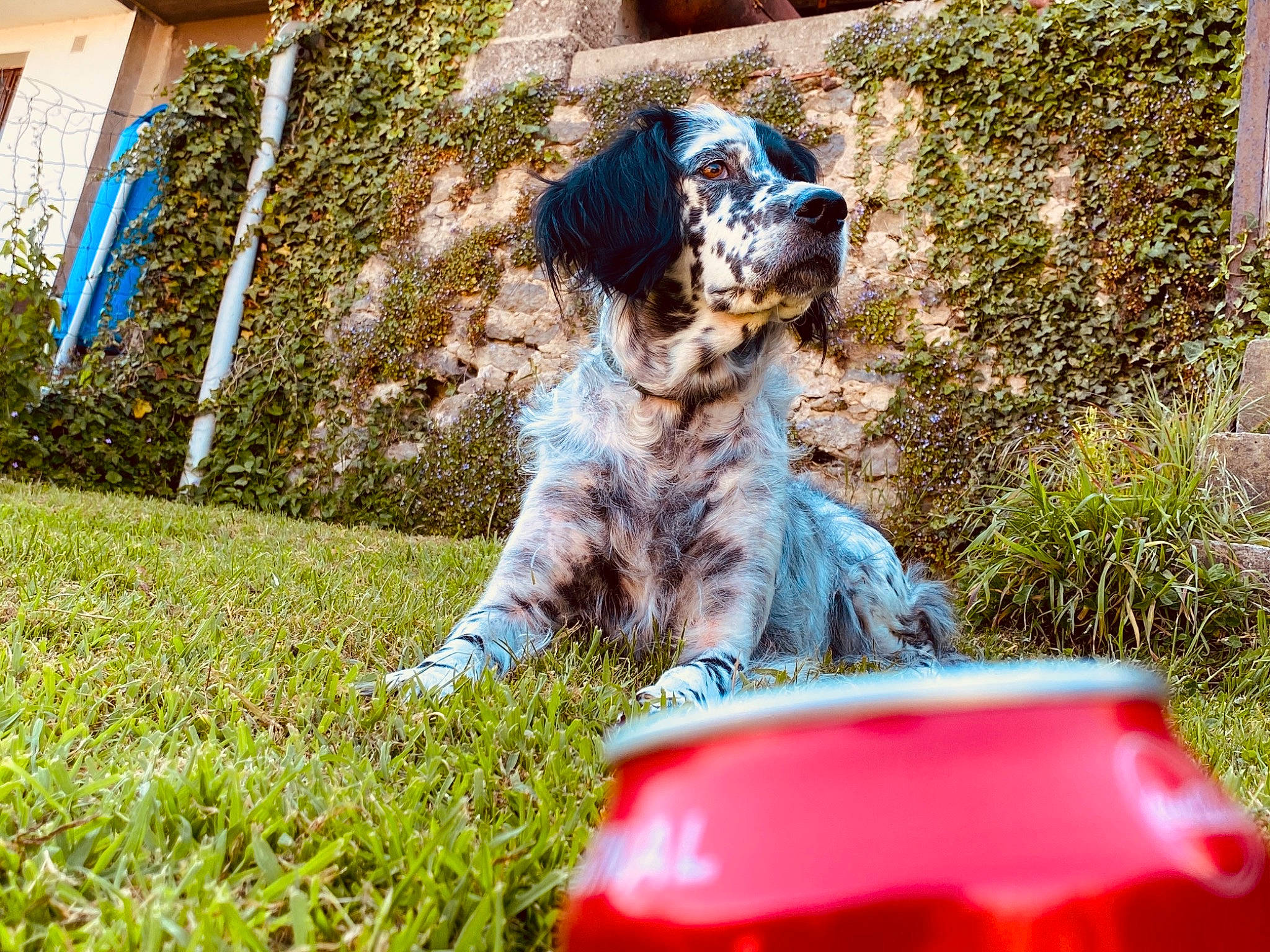 Djeanne participe au concours pour gagner de l'argent avec cette photo : backyard, canidae, carnivore, companion_dog, coquelicot, dog, dog_breed, dog_supply, fur, grass, groundcover, lawn, sporting_group, terrier, working_animal, working_dog, yard