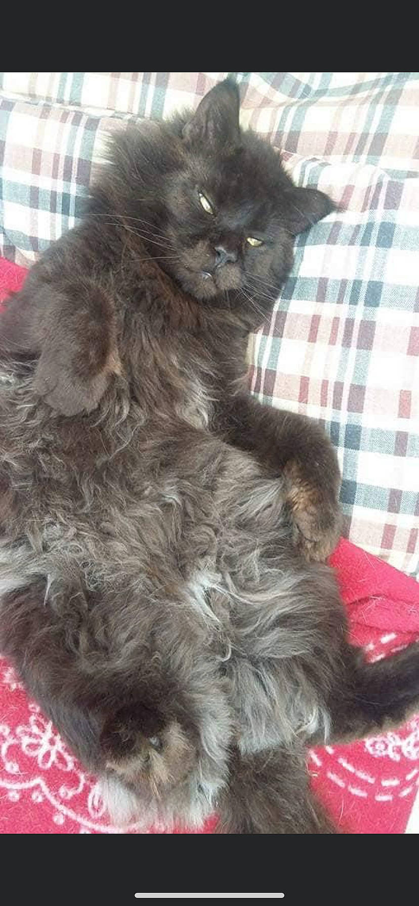 Jafar participe au concours pour gagner de l'argent avec cette photo : black_cat, carnivore, cat, claw, felidae, fur, linens, liver, pet_supply, plaid, small_to_medium_sized_cats, snout, tail, tartan, vertebrate, whiskers