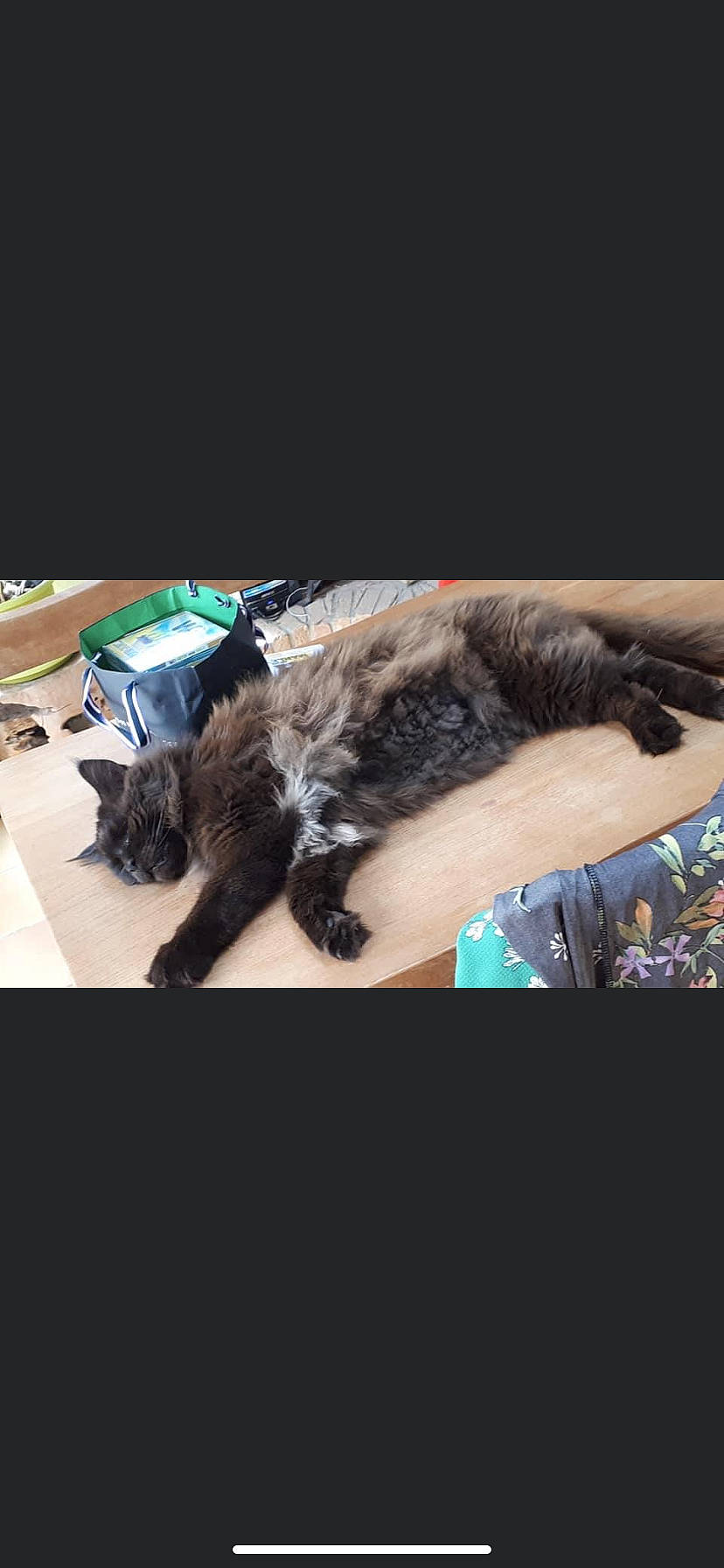 Jafar participe au concours pour gagner de l'argent avec cette photo : carnivore, cat, claw, felidae, fur, paw, small_to_medium_sized_cats, tail, whiskers