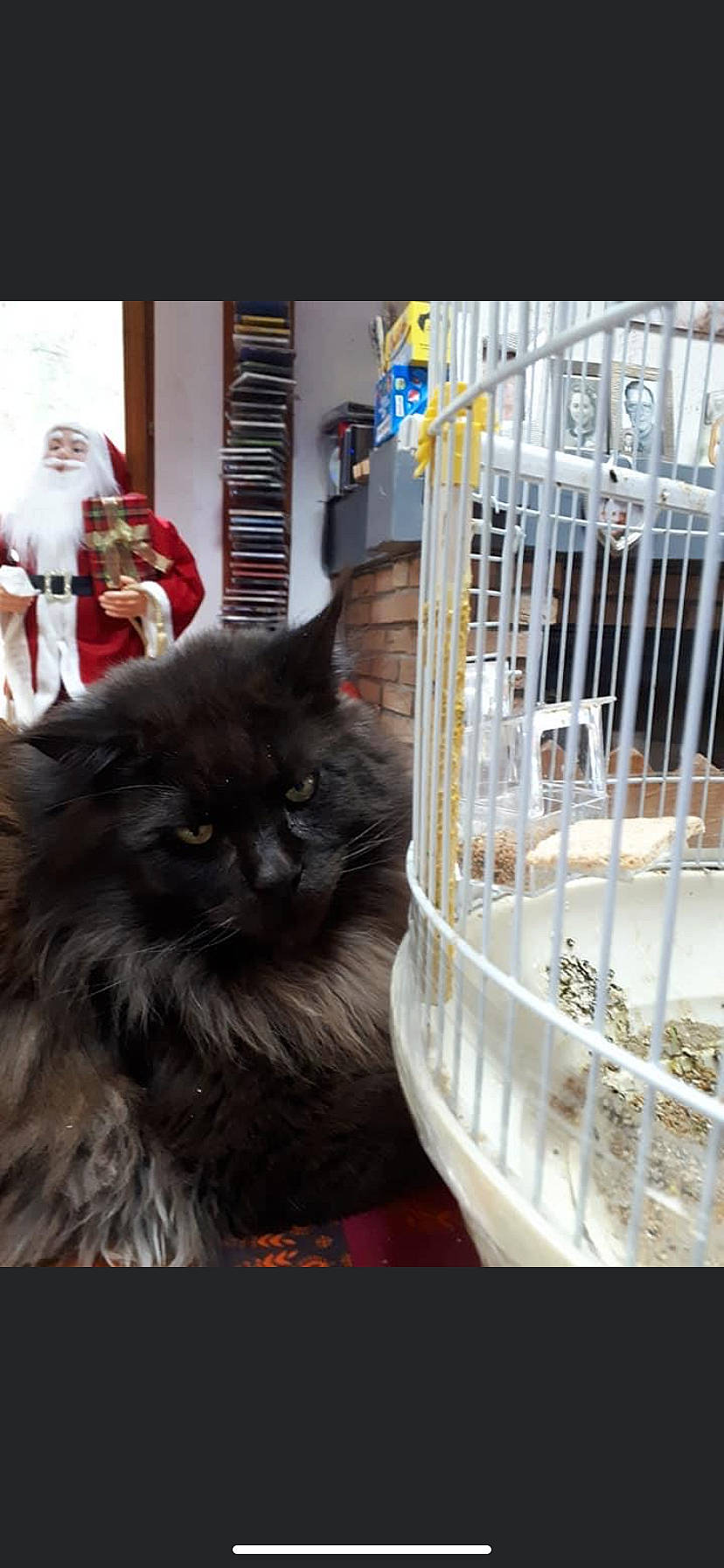 Jafar a rejoint le concours — aidez-le/la à gagner de superbes lots ! animal_shelter, black_cat, cage, carnivore, cat, cat_supply, domestic_long_haired_cat, felidae, fur, pet_supply, small_to_medium_sized_cats, snapshot, vertebrate, whiskers