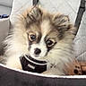 Tucker joined the competition — help win amazing prizes! puppy, dog, car_seat, pet, fur, cute, animal, indoors, seat_cover, leash, straps, brown, white, black, eyes, face, head, fluffy, car, pet_accessory