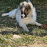 Tucker joined the competition — help win amazing prizes! puppy, dog, grass, outdoor, animal, pet, fluffy, young, tongue_out, nature, playful, fur, mammal, canine, resting, sunlight, ground, cute, small, adorable