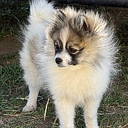 Tucker is registered to the contest to win money with this photo: dog, puppy, fluffy, fur, outdoor, grass, animal, pet, small_dog, cute, portrait, canine, nature, standing, adorable, mammal, young, furry, watching, daylight
