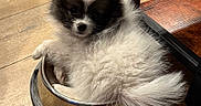 Tucker is registered to the contest to win money with this photo: puppy, dog_bowl, fluffy, black_and_white, wooden_floor, pet, cute, small_dog, indoor, animal, canine, fur, curious, sitting, young_dog, domestic, cozy, reflection, metal, playful
