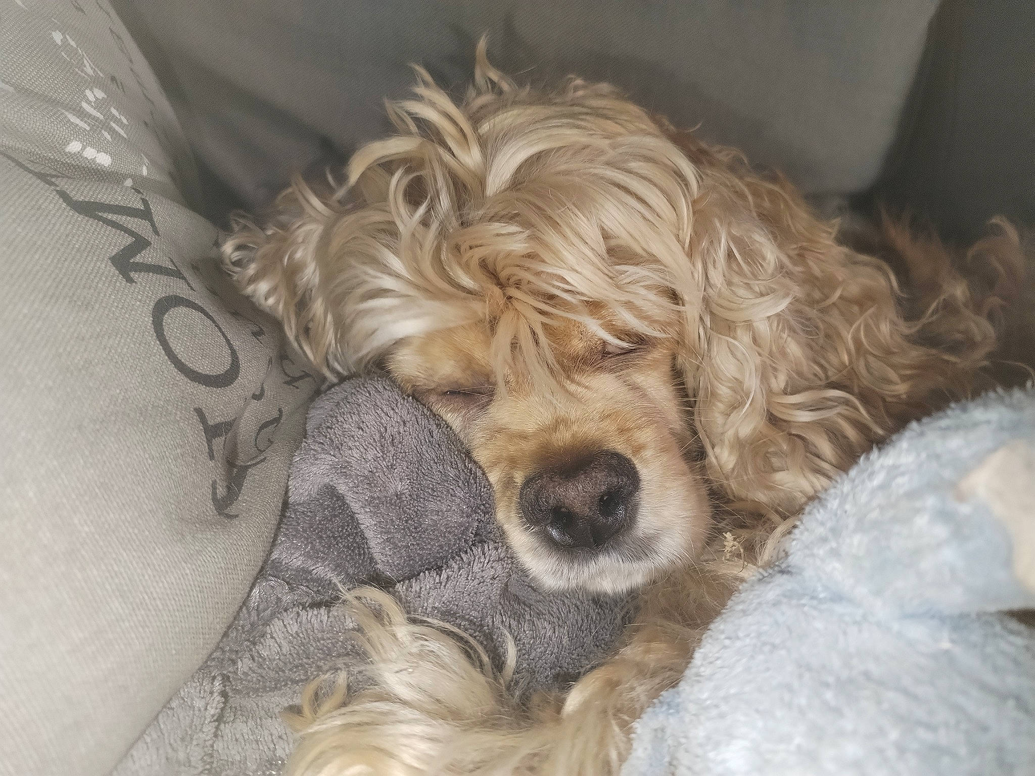 Malyse a rejoint le concours — aidez-le/la à gagner de superbes lots ! canidae, carnivore, comfort, companion_dog, dog, dog_breed, dog_collar, dog_supply, fawn, fur, labradoodle, liver, maltepoo, poodle, snout, sporting_group, terrier, toy_dog, water_dog, working_animal