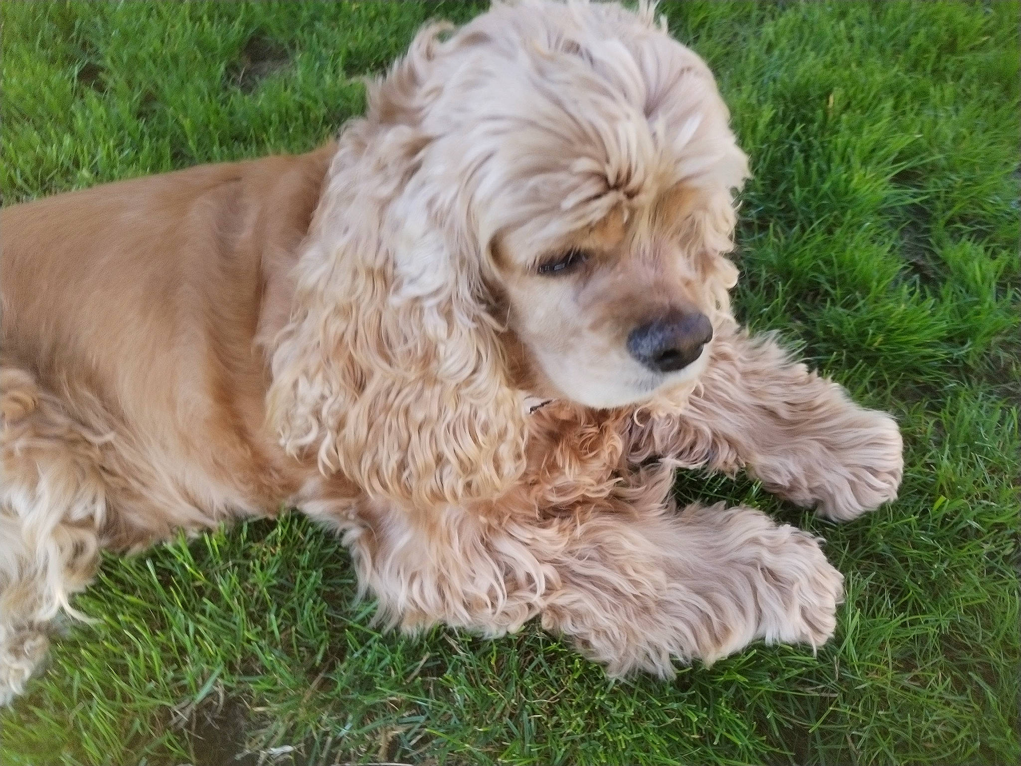 Malyse participe au concours pour gagner de l'argent avec cette photo : canidae, carnivore, companion_dog, dog, dog_breed, dog_collar, fur, grass, liver, maltepoo, plant, puppy, small_terrier, snout, sporting_group, terrier, toy_dog, water_dog, working_animal, yorkipoo