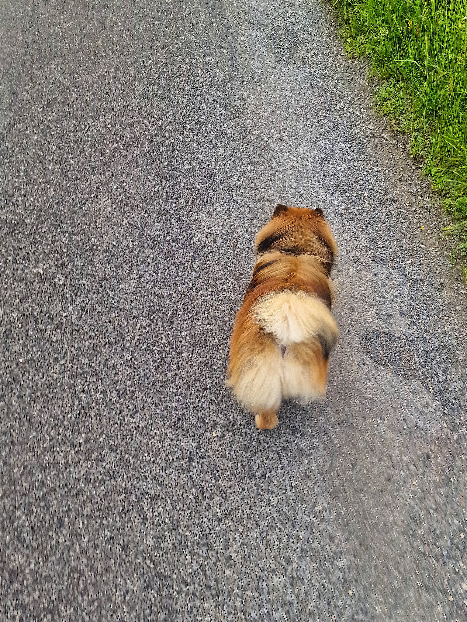 Mickey participe au concours pour gagner de l'argent avec cette photo : asphalt, canidae, carnivore, companion_dog, dog, dog_breed, fawn, fur, grass, paw, road, road_surface, sidewalk, snout, soil, sporting_group, tail, tar, toy_dog, whiskers