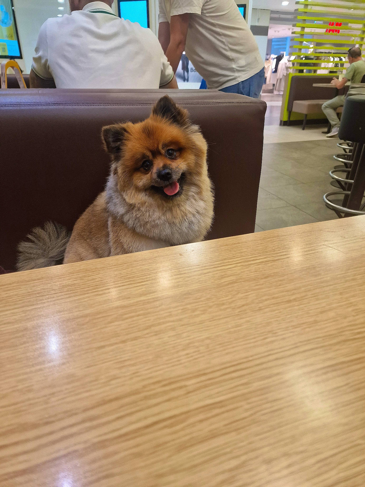 Mickey participe au concours pour gagner de l'argent avec cette photo : chair, companion_dog, desk, dog, dog_breed, fawn, floor, flooring, fur, german_spitz, german_spitz_klein, hardwood, non_sporting_group, snout, spitz, t_shirt, table, toy_dog, wood, wood_stain