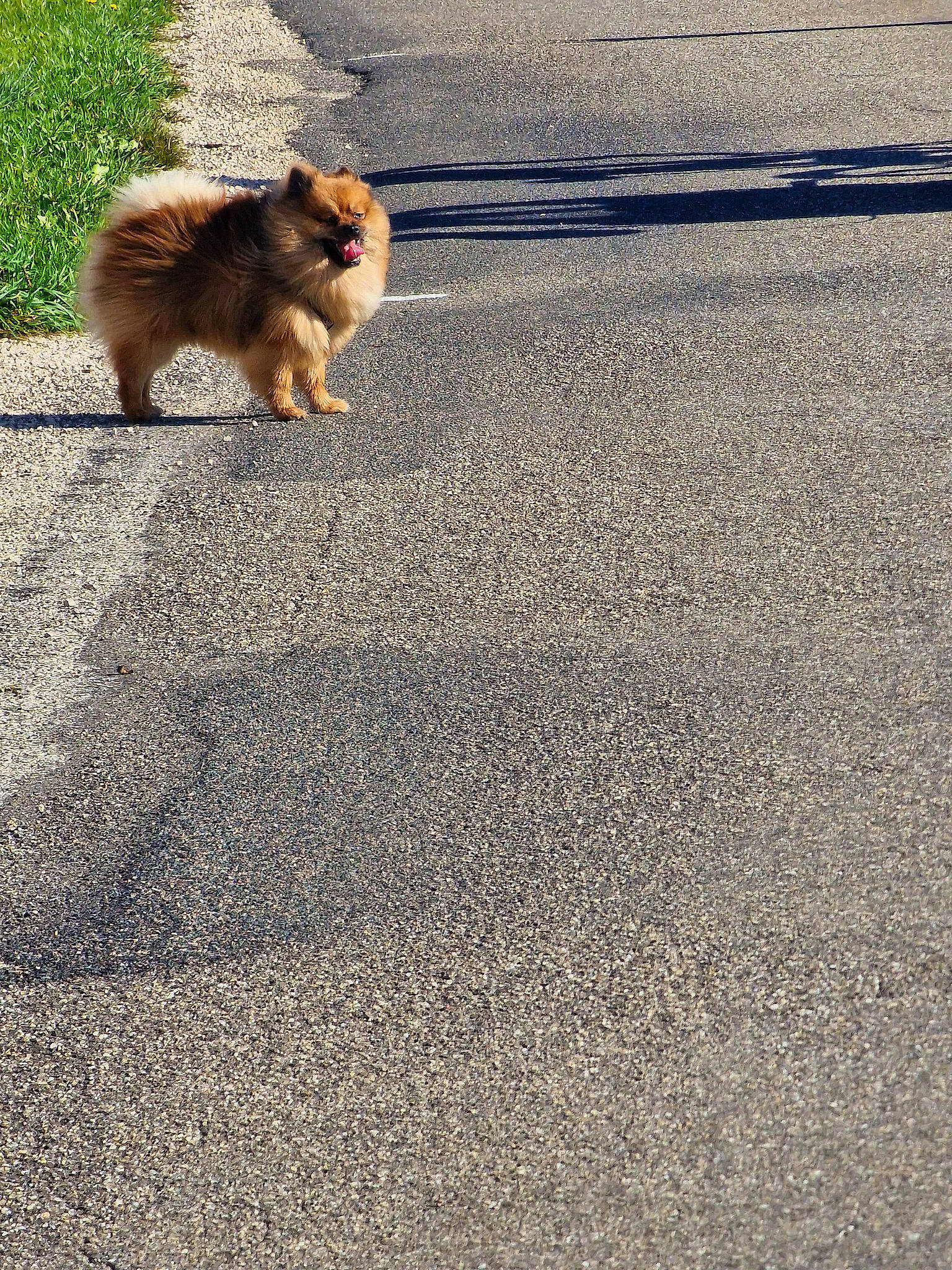 Mickey a rejoint le concours — aidez-le/la à gagner de superbes lots ! asphalt, companion_dog, dog_breed, fawn, fox_squirrel, fur, grass, grey_squirrel, plant, road, road_surface, rodent, snout, soil, squirrel, tail, tar, terrestrial_animal, tints_and_shades, wildlife