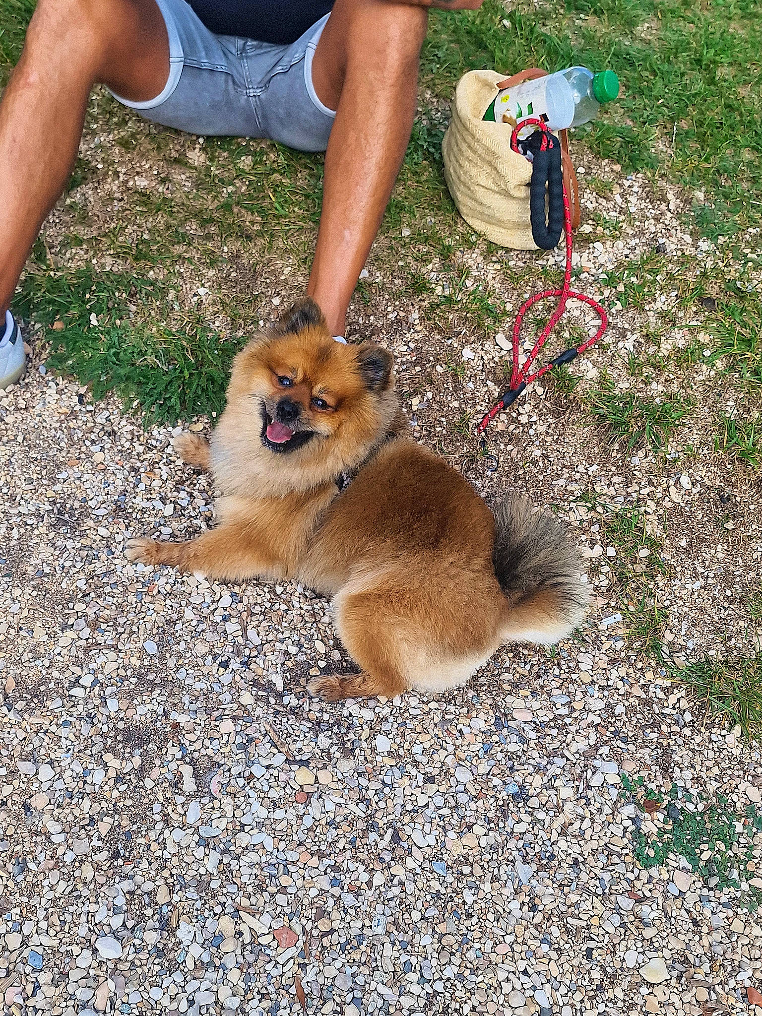 Mickey a rejoint le concours — aidez-le/la à gagner de superbes lots ! bag, canidae, carnivore, companion_dog, dog, dog_breed, fawn, foot, fur, grass, hat, human_leg, luggage_and_bags, paw, sandal, shorts, soil, sporting_group, thigh