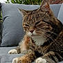 Neha participe au concours pour gagner de l'argent avec cette photo : cat, tabby, animal, pet, feline, outdoor, couch, gray, fur, whiskers, relaxed, paws, resting, brick_wall, greenery, nature, closeup, portrait, comfort, cozy