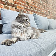 Neha participe au concours pour gagner de l'argent avec cette photo : cat, fluffy, gray_cat, couch, cushion, brick_wall, indoor, pet, feline, relaxed, side_view, long_hair, resting, animal, domestic_animal, soft_texture, comfortable, portrait, looking_away, household