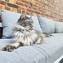 cat, fluffy, gray_cat, couch, cushion, brick_wall, indoor, pet, feline, relaxed, side_view, long_hair, resting, animal, domestic_animal, soft_texture, comfortable, portrait, looking_away, household