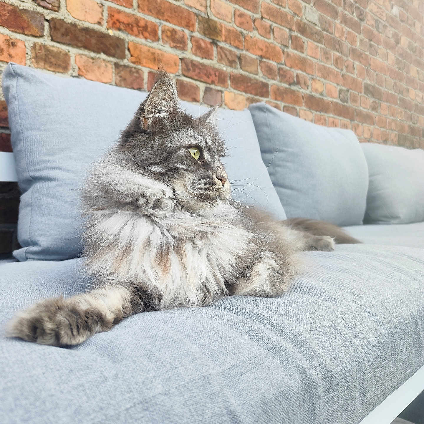 Neha participe au concours pour gagner de l'argent avec cette photo : animal, brick_wall, cat, comfortable, couch, cushion, domestic_animal, feline, fluffy, gray_cat, household, indoor, long_hair, looking_away, pet, portrait, relaxed, resting, side_view, soft_texture