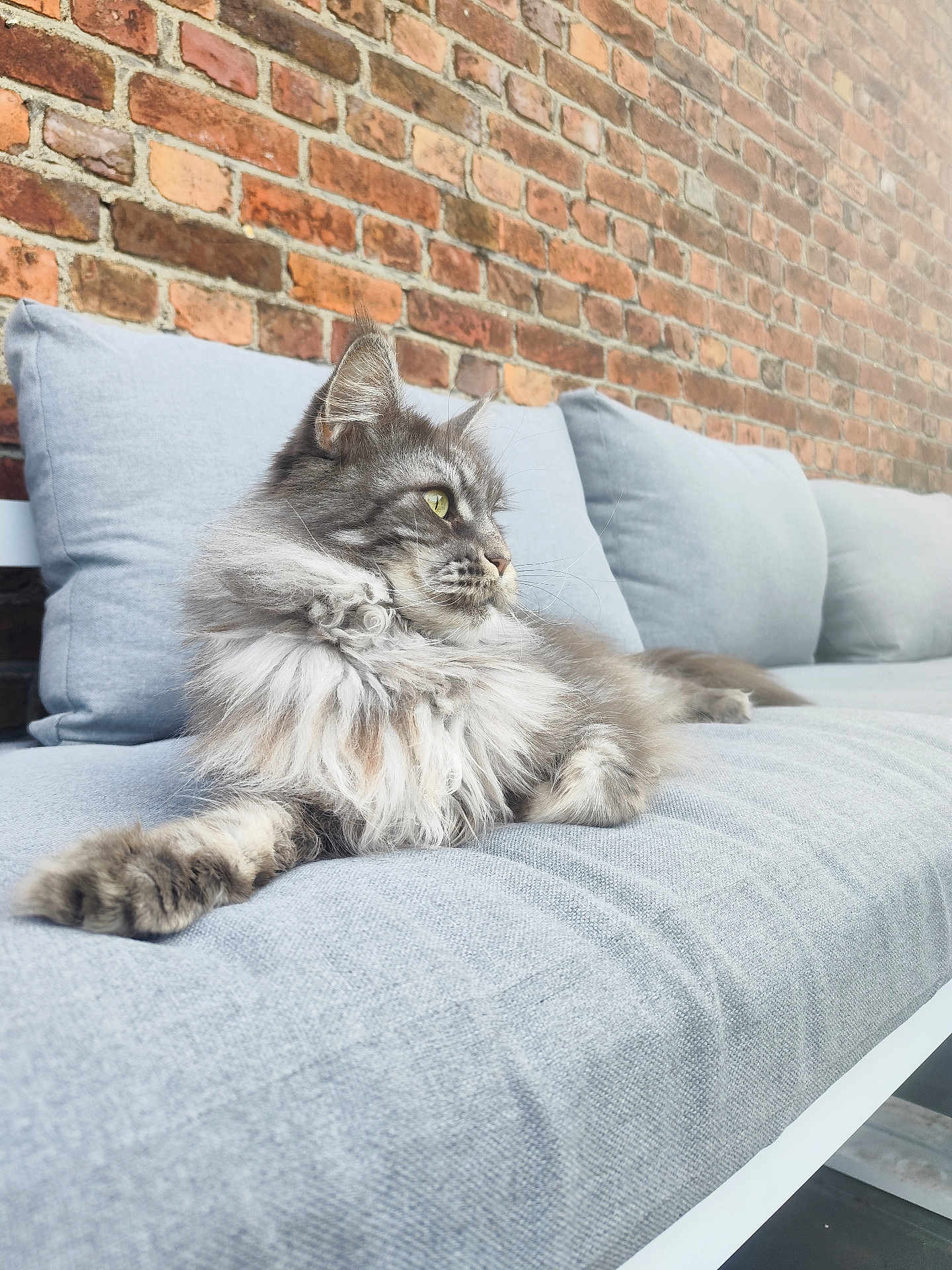 Neha participe au concours pour gagner de l'argent avec cette photo : cat, fluffy, gray_cat, couch, cushion, brick_wall, indoor, pet, feline, relaxed, side_view, long_hair, resting, animal, domestic_animal, soft_texture, comfortable, portrait, looking_away, household