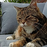 Leeloo a rejoint le concours — aidez-le/la à gagner de superbes lots ! cat, tabby, animal, pet, feline, outdoor, couch, gray, fur, whiskers, relaxed, paws, resting, brick_wall, greenery, nature, closeup, portrait, comfort, cozy
