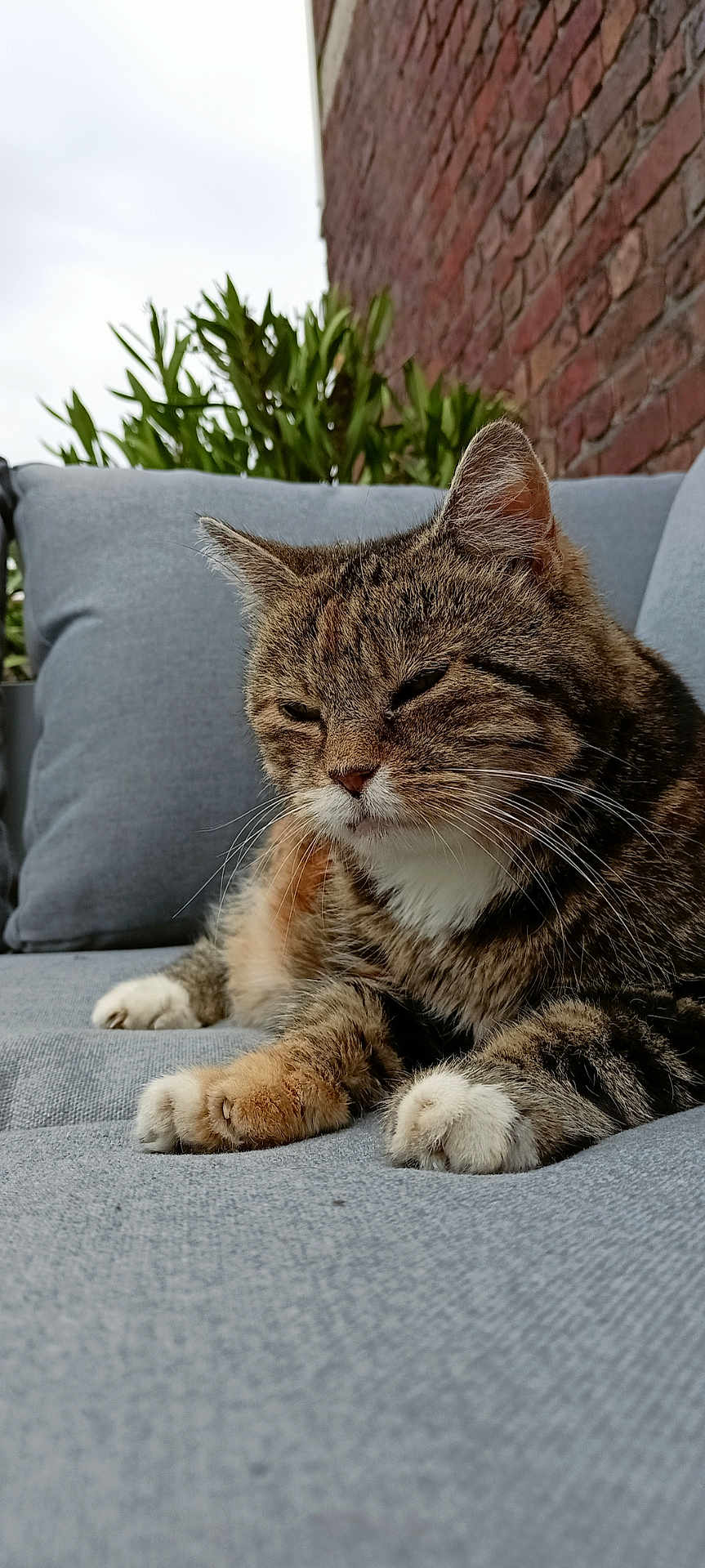 Leeloo a rejoint le concours — aidez-le/la à gagner de superbes lots ! cat, tabby, animal, pet, feline, outdoor, couch, gray, fur, whiskers, relaxed, paws, resting, brick_wall, greenery, nature, closeup, portrait, comfort, cozy