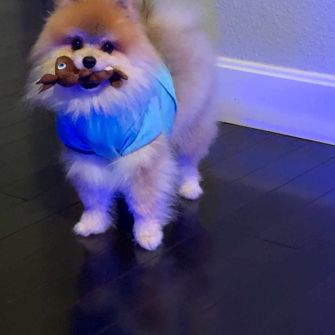 Coco joined the competition — help win amazing prizes! animal, blue_shirt, canine, cute, dog, domestic_animal, floor, fluffy, furry, house, indoor, pet, playful, plush_toy, pomeranian, reflection, small_dog, standing, toy, wall