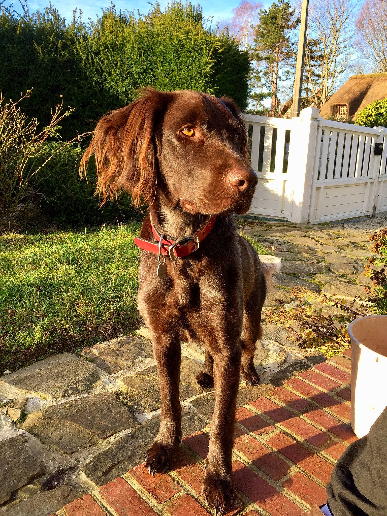 Nella participe au concours pour gagner de l'argent avec cette photo : canidae, carnivore, dog, dog_breed, fawn, german_longhaired_pointer, german_shorthaired_pointer, hunting_dog, liver, mammal, pointing_breed, rare_breed_dog, retriever, sporting_group, vertebrate