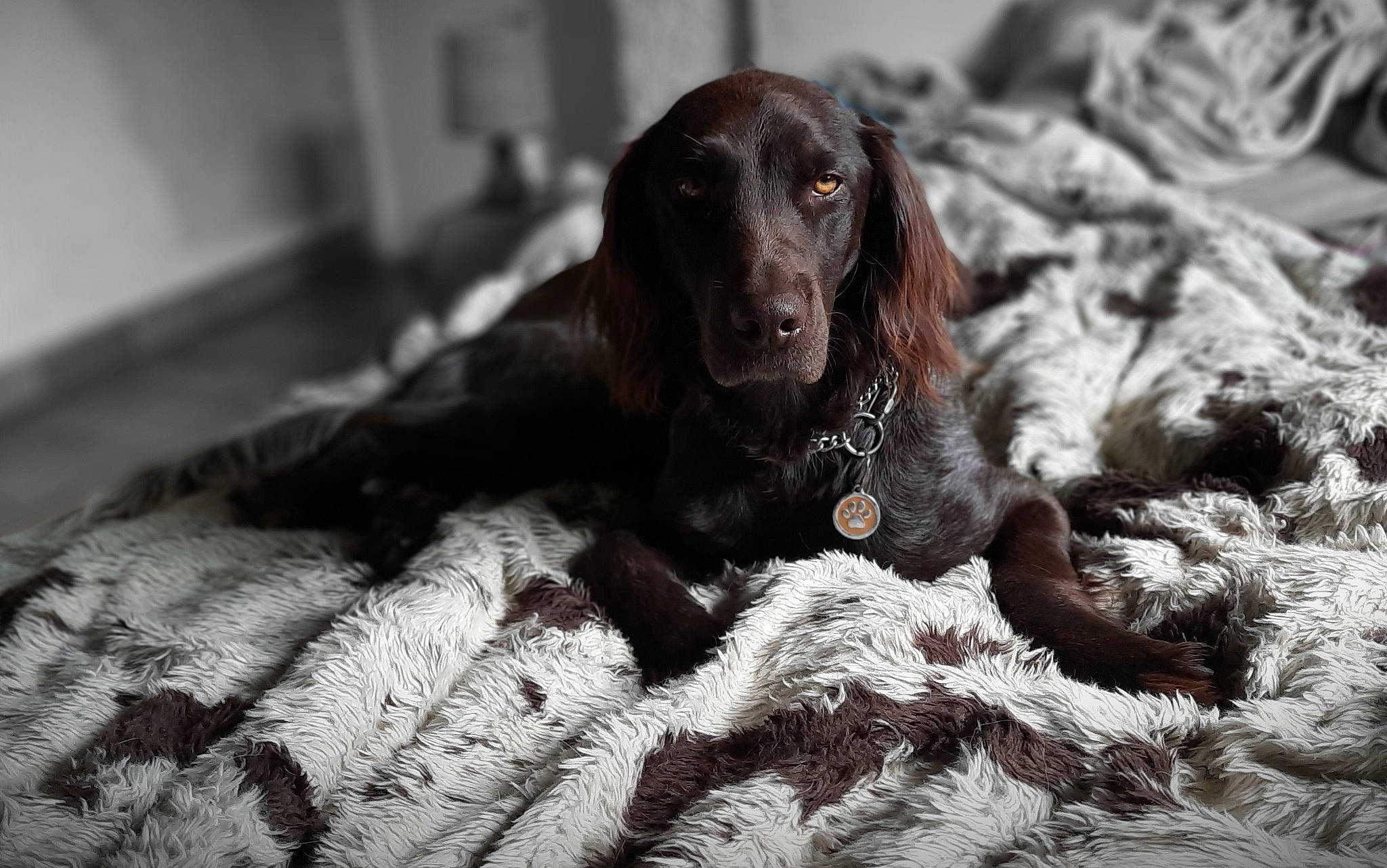 Nella a rejoint le concours — aidez-le/la à gagner de superbes lots ! boykin_spaniel, canidae, carnivore, cocker_spaniel, companion_dog, dog, dog_breed, field_spaniel, fur, german_longhaired_pointer, german_spaniel, liver, mammal, picardy_spaniel, rare_breed_dog, retriever, snout, spaniel, sporting_group, vertebrate