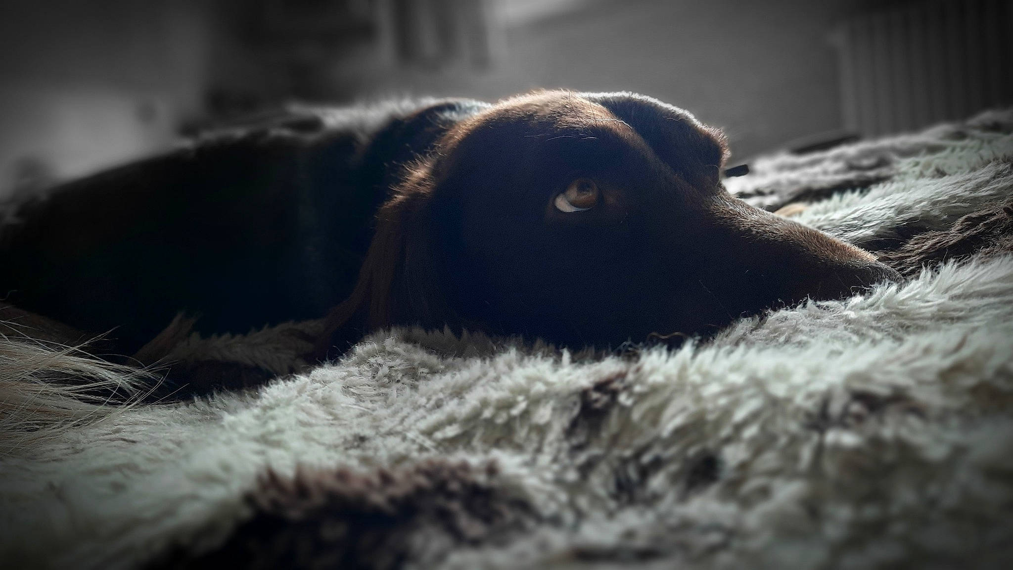 Nella a rejoint le concours — aidez-le/la à gagner de superbes lots ! black_and_white, canidae, carnivore, cloud, dog, dog_breed, eye, fur, labrador_retriever, monochrome, nose, puppy, retriever, snout, sporting_group, street_dog, whiskers