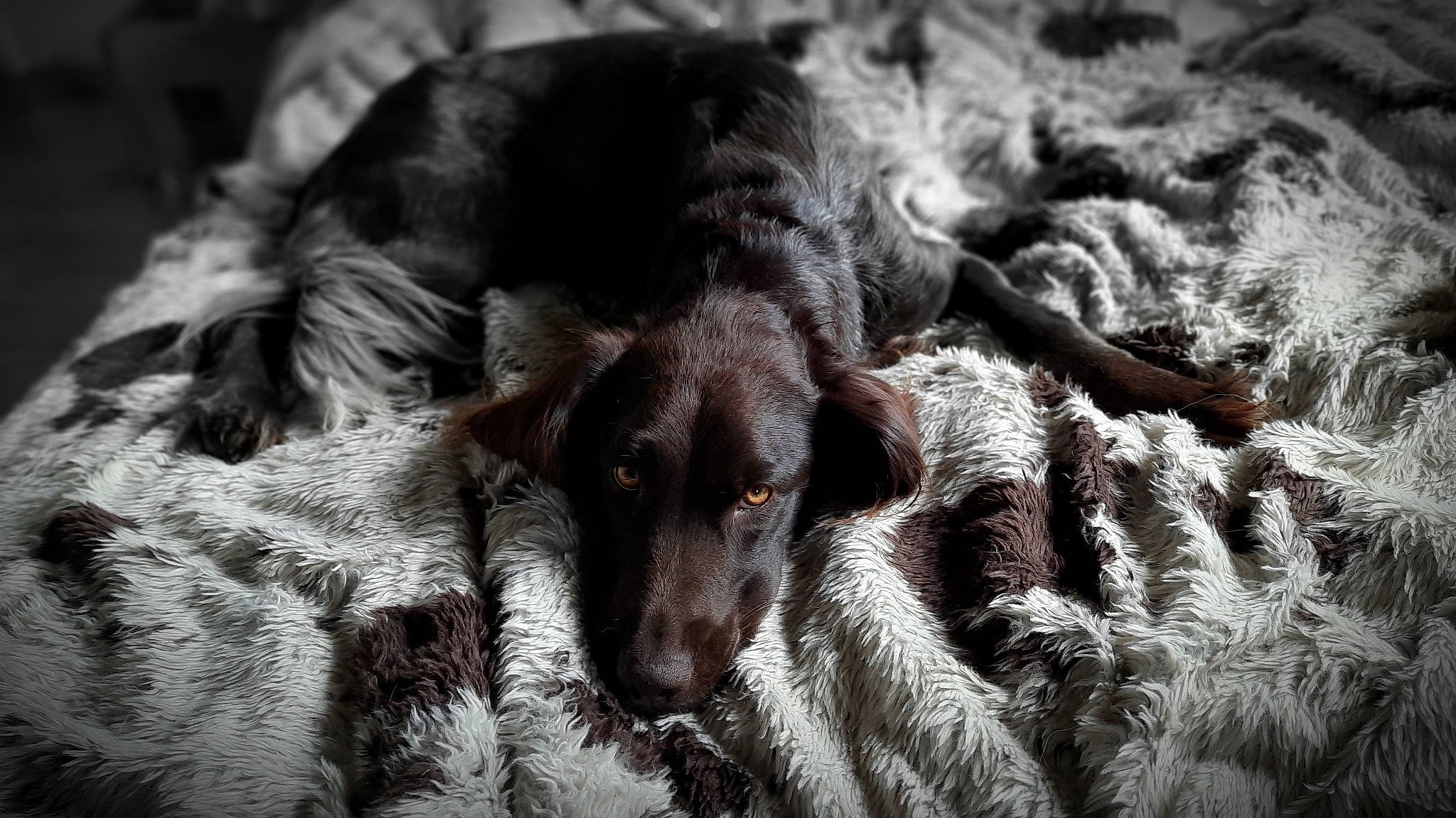 Nella a rejoint le concours — aidez-le/la à gagner de superbes lots ! black_and_white, blue_picardy_spaniel, canidae, carnivore, dog, dog_breed, english_setter, fur, german_longhaired_pointer, german_shorthaired_pointer, large_munsterlander, monochrome, picardy_spaniel, pointing_breed, retriever, setter, small_munsterlander, snout, spaniel, sporting_group