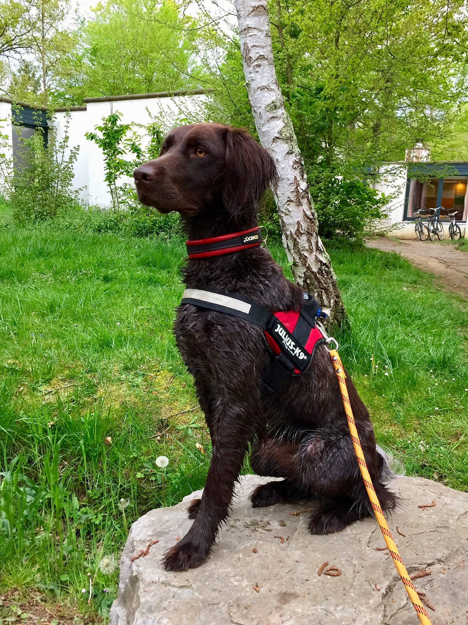 Nella participe au concours pour gagner de l'argent avec cette photo : american_water_spaniel, boykin_spaniel, canidae, carnivore, dog, dog_breed, german_longhaired_pointer, german_spaniel, hunting_dog, leash, mammal, murray_river_curly_coated_retriever, picardy_spaniel, pointing_breed, pont_audemer_spaniel, rare_breed_dog, retriever, spaniel, sporting_group, vertebrate