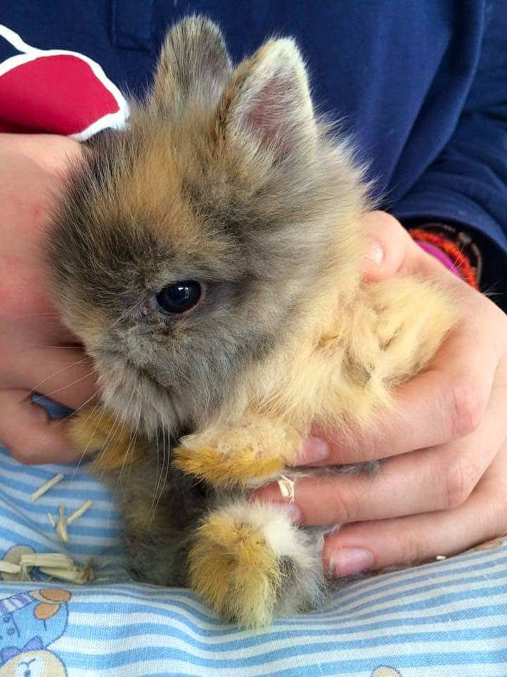 Rookie a rejoint le concours — aidez-le/la à gagner de superbes lots ! angora_rabbit, domestic_rabbit, fawn, fur, rabbit, rabbits_and_hares, skin, whiskers