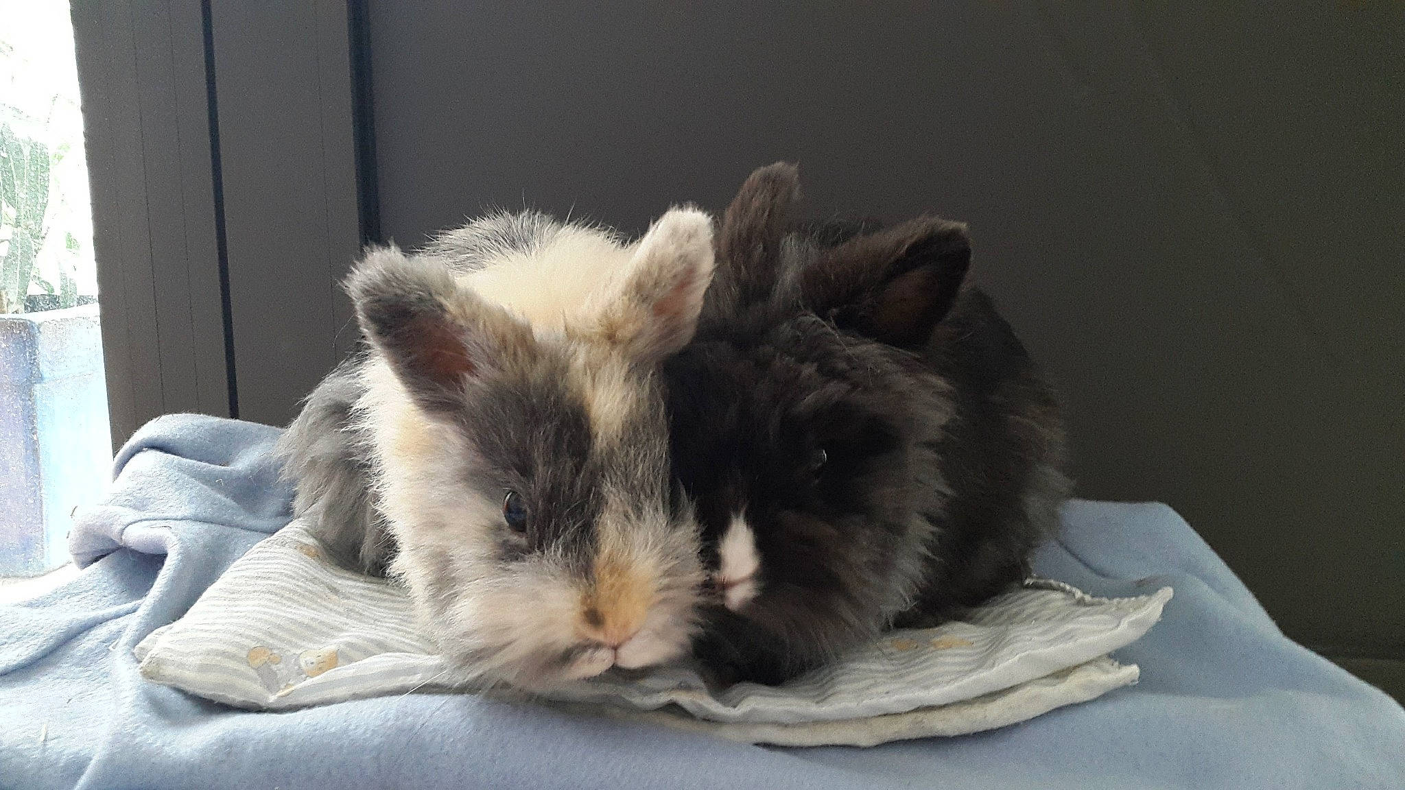 Rookie participe au concours pour gagner de l'argent avec cette photo : domestic_rabbit, ear, fawn, fur, guinea_pig, rabbit, rabbits_and_hares, rodent, snout, whiskers