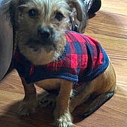 Pretty Boy is registered to the contest to win money with this photo: animal, black, blurry, checkered, companionship, cozy, cute, dog, domestic, fur, furniture, indoor, pet, puppy, red, sitting, small_dog, sweater, warm, wooden_floor