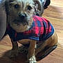 animal, black, blurry, checkered, companionship, cozy, cute, dog, domestic, fur, furniture, indoor, pet, puppy, red, sitting, small_dog, sweater, warm, wooden_floor